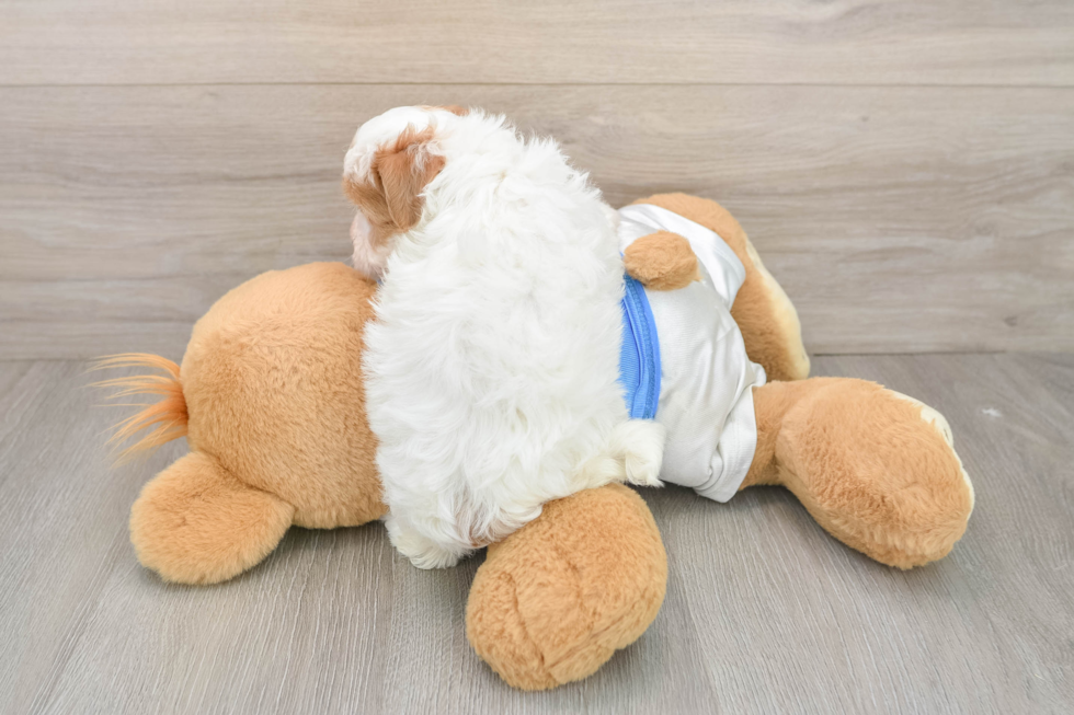 Popular Havapoo Poodle Mix Pup