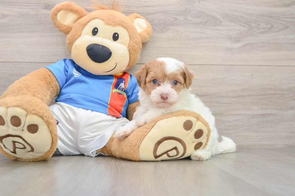 Funny Havapoo Poodle Mix Pup