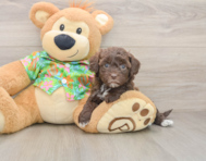 7 week old Havapoo Puppy For Sale - Florida Fur Babies