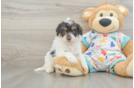 Funny Havapoo Poodle Mix Pup