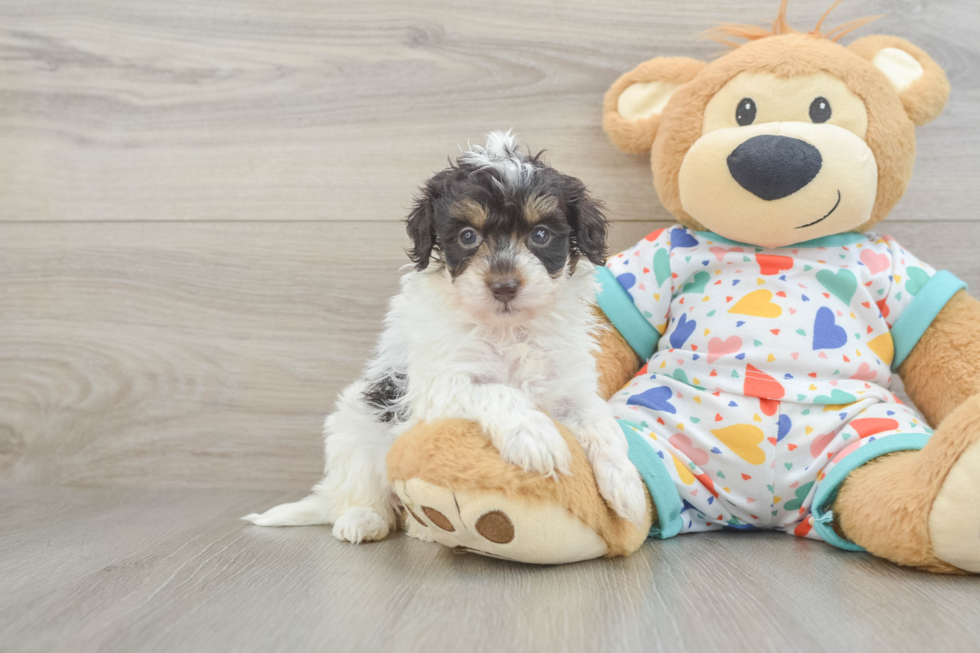 Funny Havapoo Poodle Mix Pup