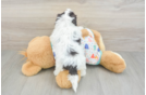 Havapoo Puppy for Adoption