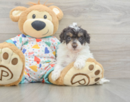 8 week old Havapoo Puppy For Sale - Florida Fur Babies