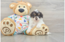 Havapoo Pup Being Cute
