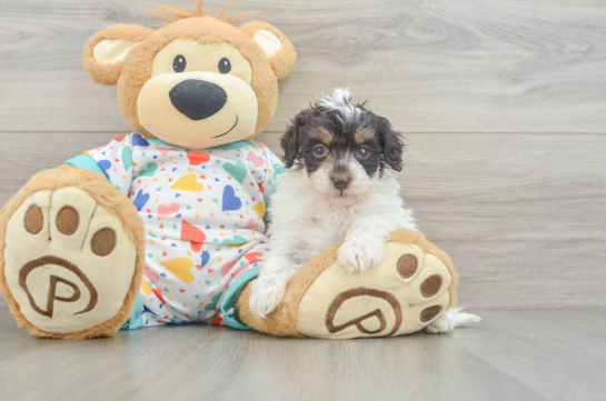 Havapoo Pup Being Cute