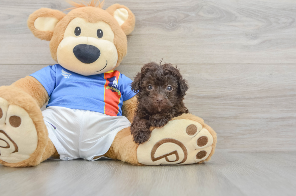 5 week old Havapoo Puppy For Sale - Florida Fur Babies