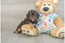 Havapoo Pup Being Cute
