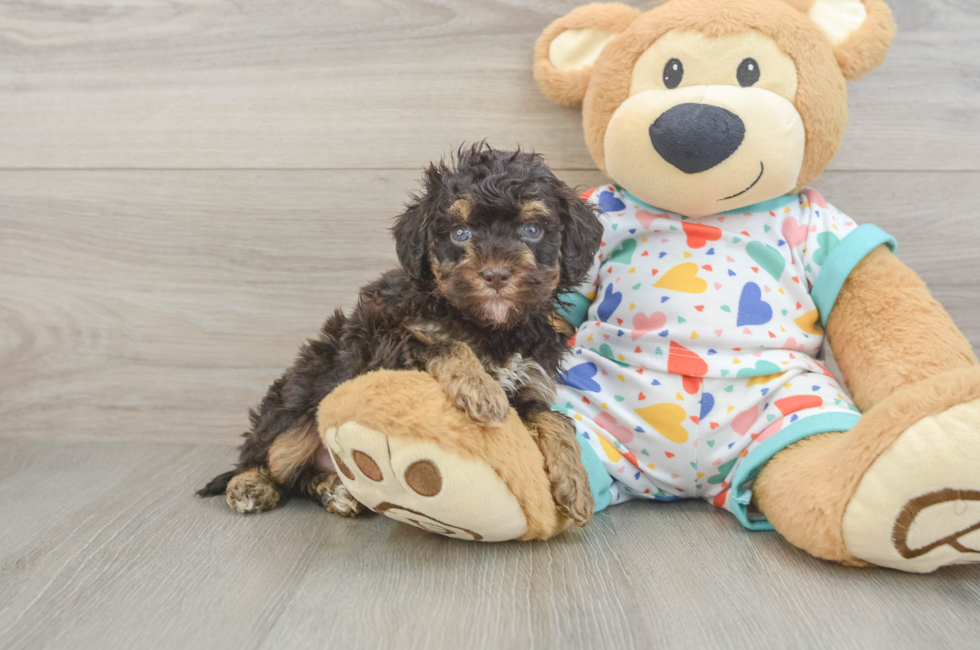 5 week old Havapoo Puppy For Sale - Florida Fur Babies