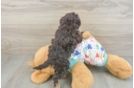 Little Havadoodle Poodle Mix Puppy