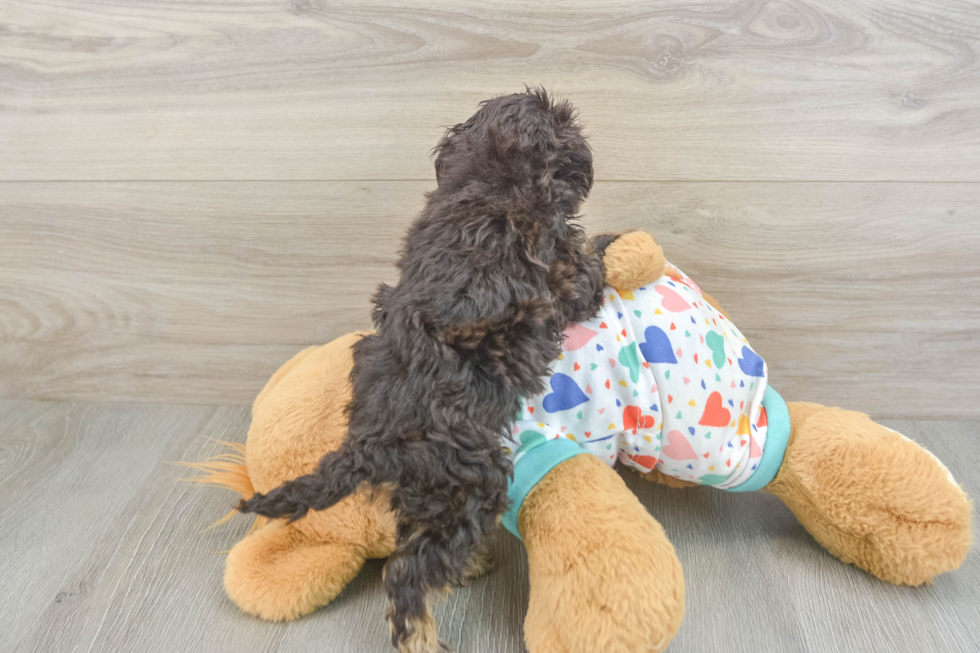 Little Havadoodle Poodle Mix Puppy