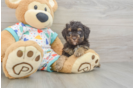 Havapoo Pup Being Cute