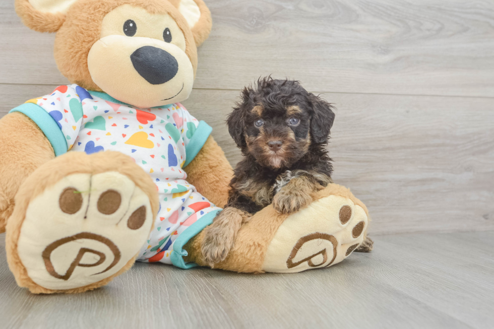 Havapoo Pup Being Cute