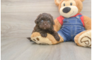 Energetic Havadoodle Poodle Mix Puppy