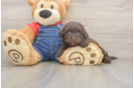 Adorable Havadoodle Poodle Mix Puppy