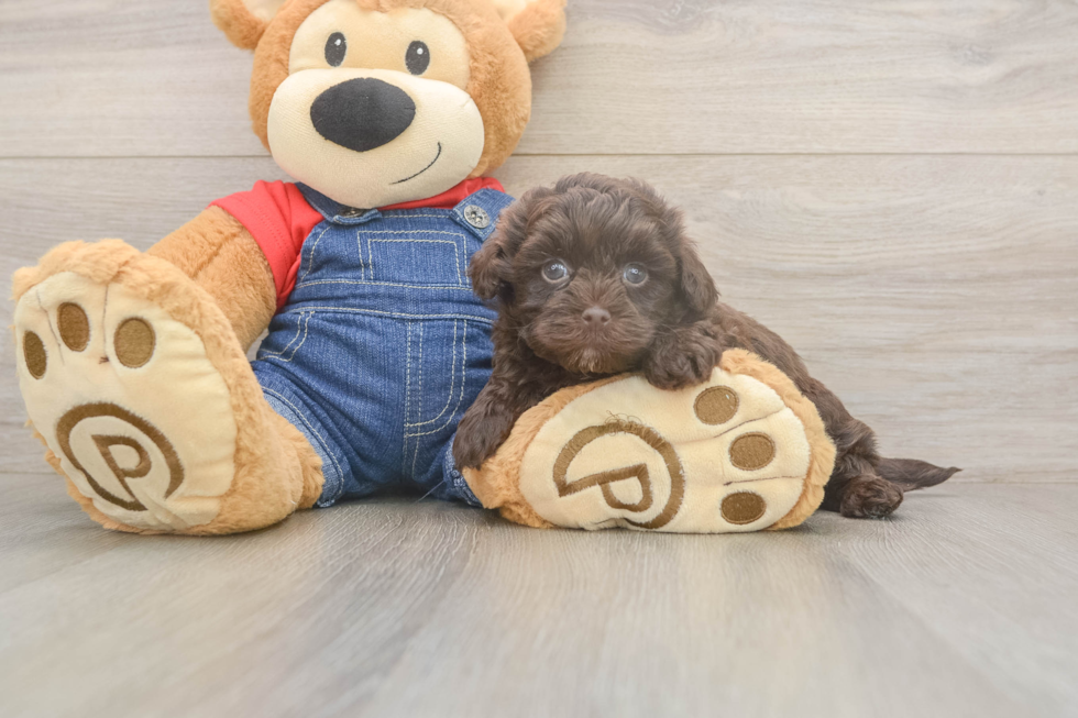 Adorable Havadoodle Poodle Mix Puppy