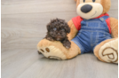Havapoo Puppy for Adoption