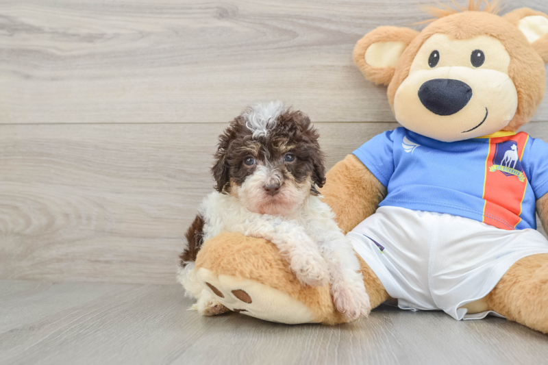 Meet Topaz - our Havapoo Puppy Photo 1/3 - Florida Fur Babies