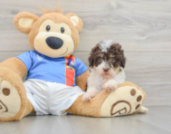 8 week old Havapoo Puppy For Sale - Florida Fur Babies