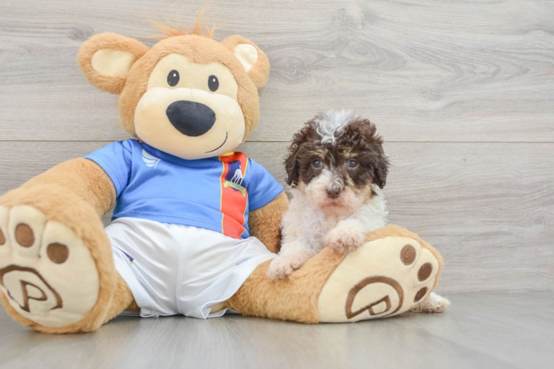 Meet Topaz - our Havapoo Puppy Photo 3/3 - Florida Fur Babies