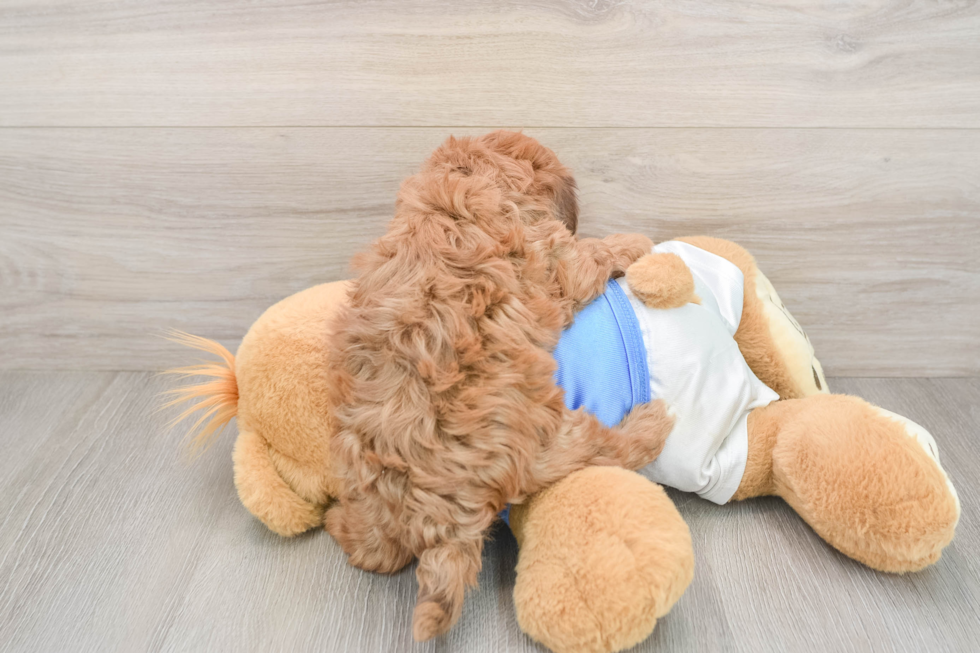 Havapoo Pup Being Cute