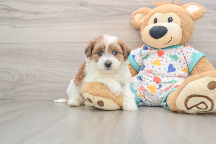 Havapoo Pup Being Cute