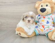 9 week old Havapoo Puppy For Sale - Florida Fur Babies