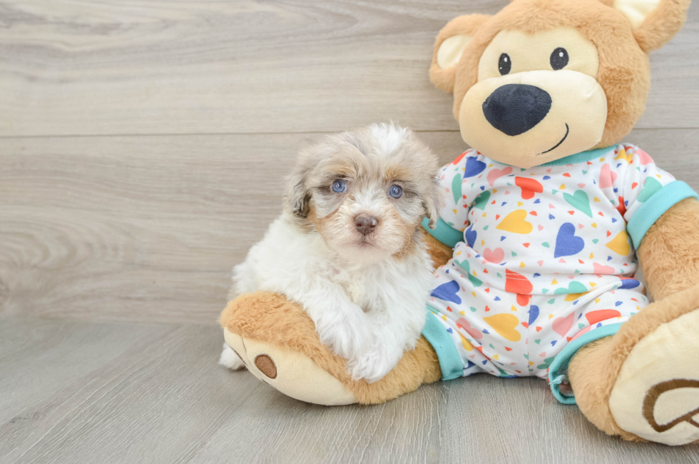 6 week old Havapoo Puppy For Sale - Florida Fur Babies