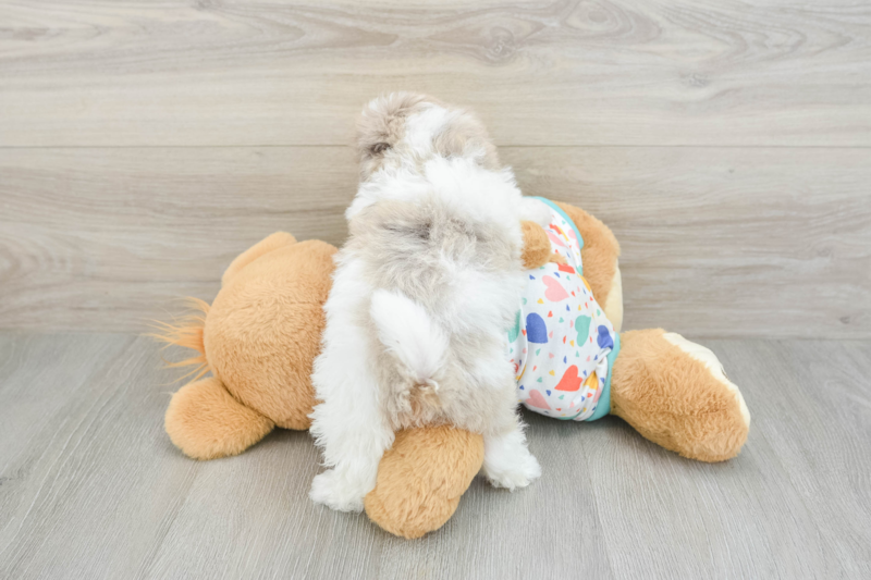 Meet Valen - our Havapoo Puppy Photo 2/3 - Florida Fur Babies