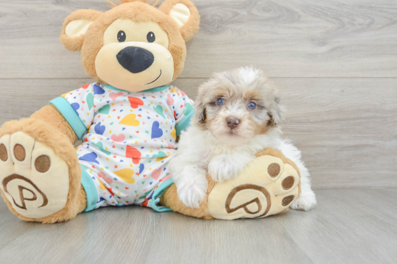 Meet Valen - our Havapoo Puppy Photo 3/3 - Florida Fur Babies