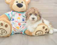 6 week old Havapoo Puppy For Sale - Florida Fur Babies