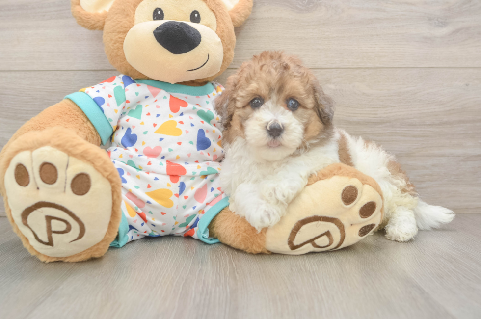 5 week old Havapoo Puppy For Sale - Florida Fur Babies
