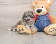 7 week old Havapoo Puppy For Sale - Florida Fur Babies