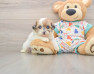 7 week old Havapoo Puppy For Sale - Florida Fur Babies