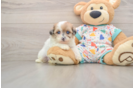 Havapoo Pup Being Cute