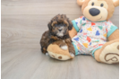Little Havadoodle Poodle Mix Puppy