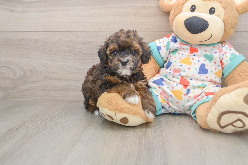 Little Havadoodle Poodle Mix Puppy