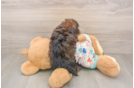 Hypoallergenic Havadoodle Poodle Mix Puppy