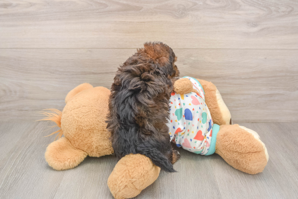 Hypoallergenic Havadoodle Poodle Mix Puppy