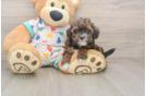 Petite Havapoo Poodle Mix Pup