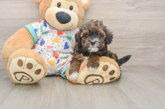 Petite Havapoo Poodle Mix Pup