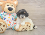 7 week old Havapoo Puppy For Sale - Florida Fur Babies