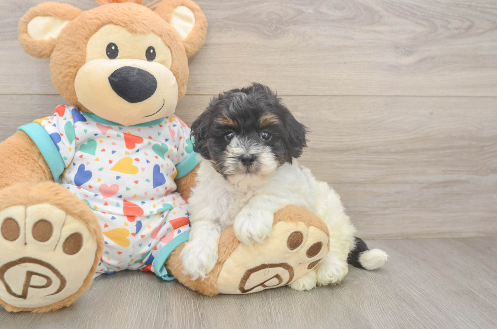 5 week old Havapoo Puppy For Sale - Florida Fur Babies