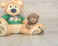 6 week old Havapoo Puppy For Sale - Florida Fur Babies