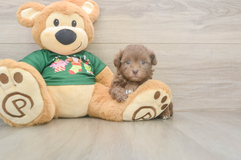 6 week old Havapoo Puppy For Sale - Florida Fur Babies