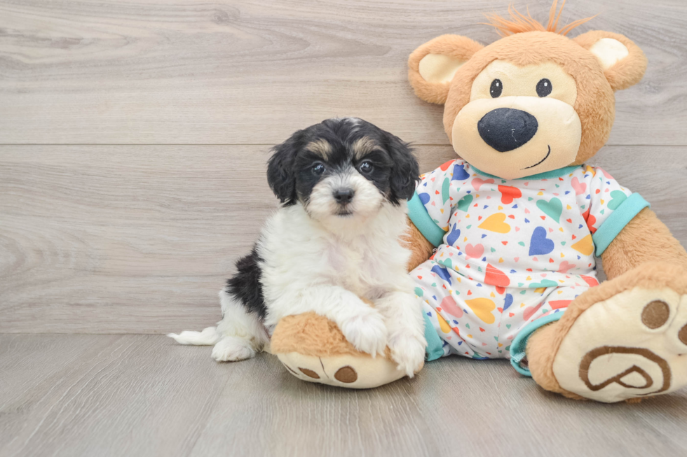 Sweet Havapoo Baby