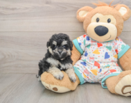 7 week old Havapoo Puppy For Sale - Florida Fur Babies