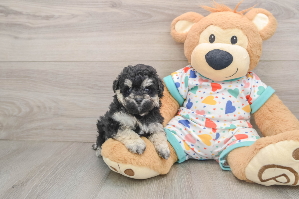 Friendly Havapoo Baby