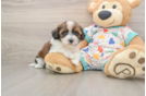 Havapoo Pup Being Cute