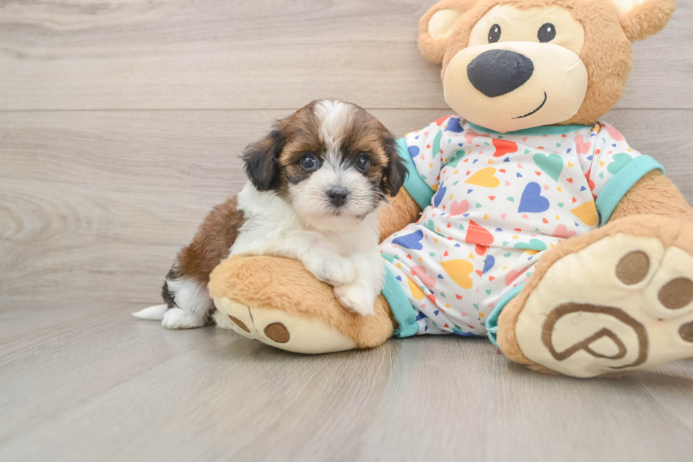 Havapoo Pup Being Cute