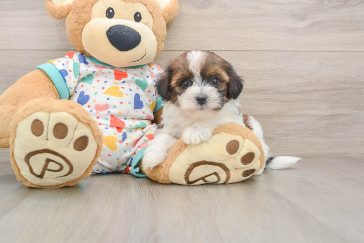 Popular Havapoo Poodle Mix Pup